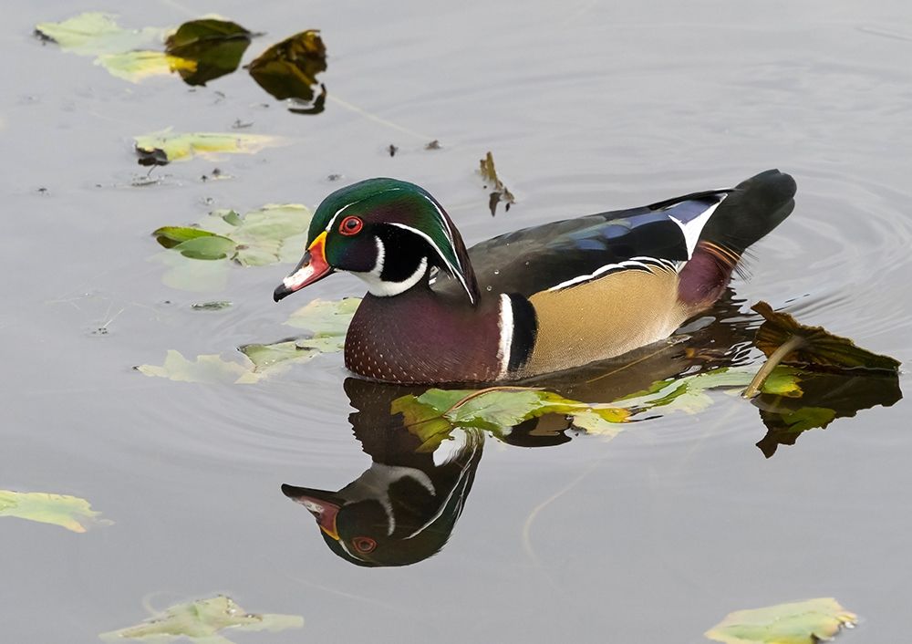 WA-Juanita Bay Wetland-Wood Duck-male (Aix sponsa)